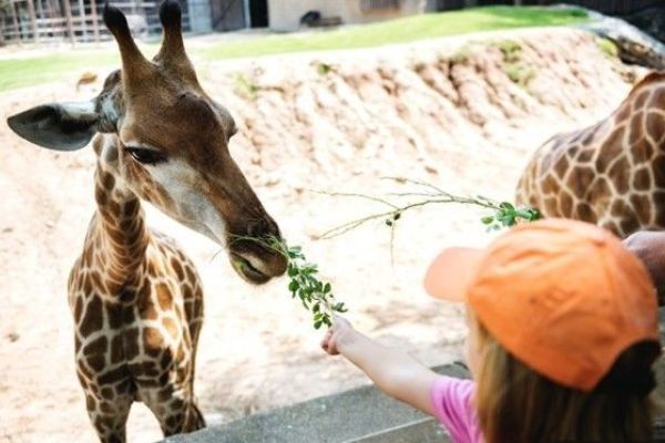 Zomerexpeditie: Op safari!